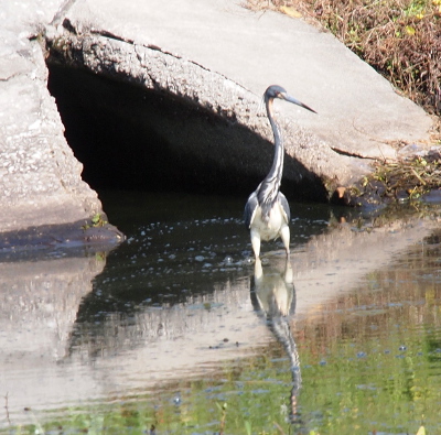 [The neck has vertical stripes of white in the slate grey. The stomach and front parts of the legs are all white. The bird stands in water up to the feathered part of its legs.]